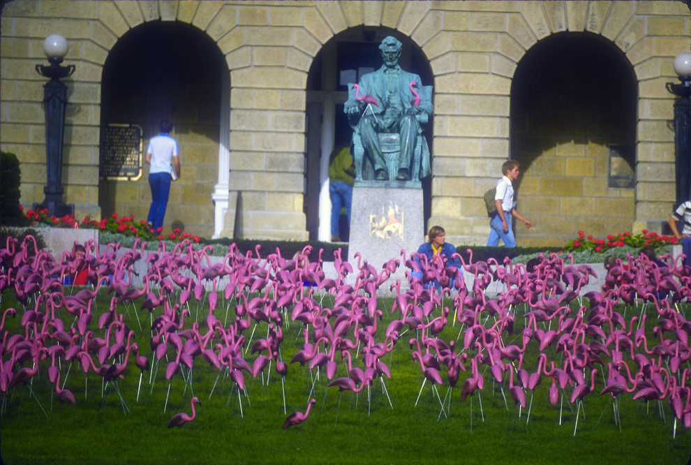 Plastic flamingoes on Bascom Hill for "Fill the Hill"