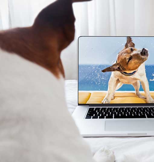 dog watching a television screen
