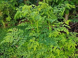 Photograph of a dense cluster of green moringa plants with feathery leaves growing outdoors. 