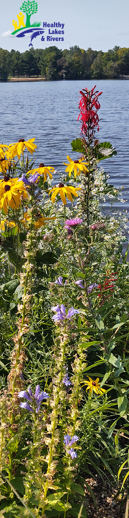 Colorful flowers of yellow, purple, pink, red, and white along the shores of a lake or large river with evergreens lining the shore in the background.